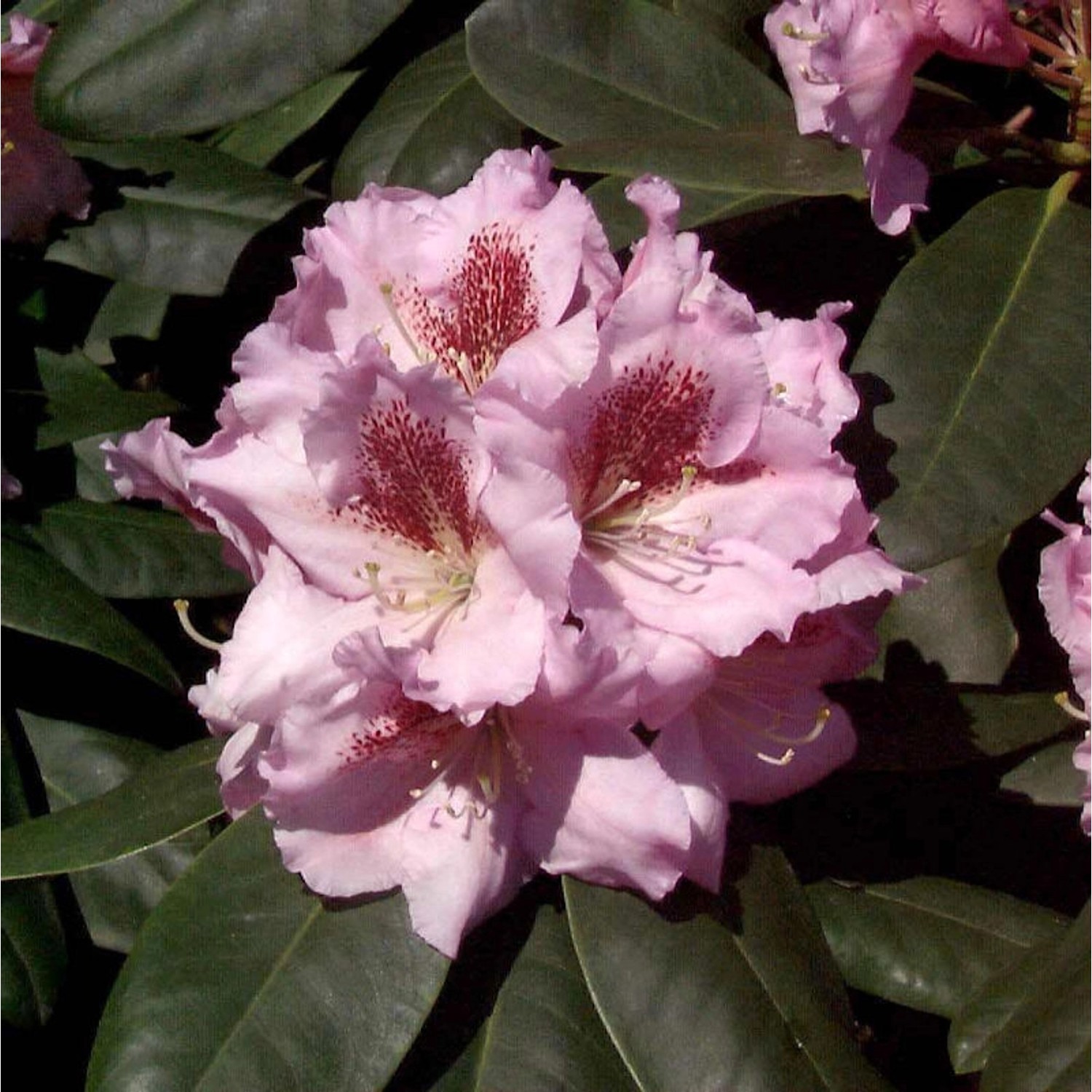 INKARHO - Großblumige Rhododendron Konsonanz 25-30cm - Alpenrose günstig online kaufen