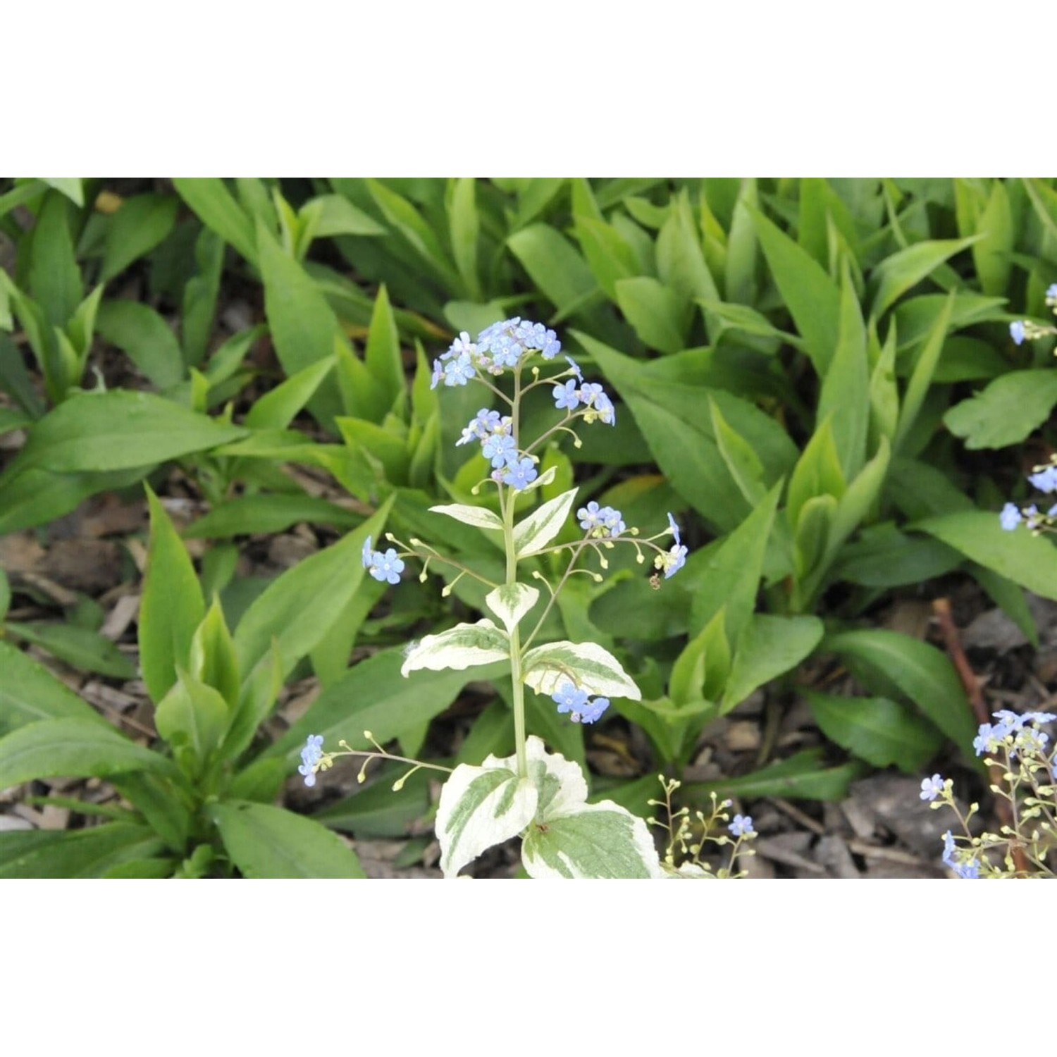 Brunnera Macrophylla Variegata Kaukasusvergissmeinnicht Ca. 11x11 cm Topf günstig online kaufen