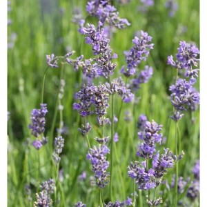 Blühender Echter Lavendel Munstead (Lavandula angustifolia) im Topf.