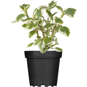 OBI Mottenkönig im Topf, grüne Hängepflanze mit weißem Rand, ca. 11 cm Topf-Ø.