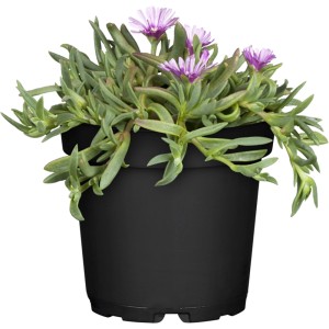 GROW by OBI Mittagsblume im 13 cm Topf mit rosa Blüten und grünen Blättern.