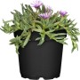 GROW by OBI Mittagsblume im 13 cm Topf mit rosa Blüten und grünen Blättern.