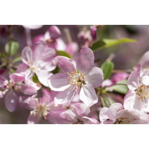 Nahaufnahme von rosa Blüten des Zierapfels Malus Hillieri, einem dekorativen Hausbaum.