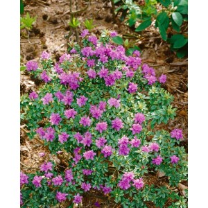 Kriechender Rhododendron Prostratum mit violetten Blüten, 20–25 cm hoch.