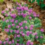 Kriechender Rhododendron Prostratum mit violetten Blüten, 20–25 cm hoch.
