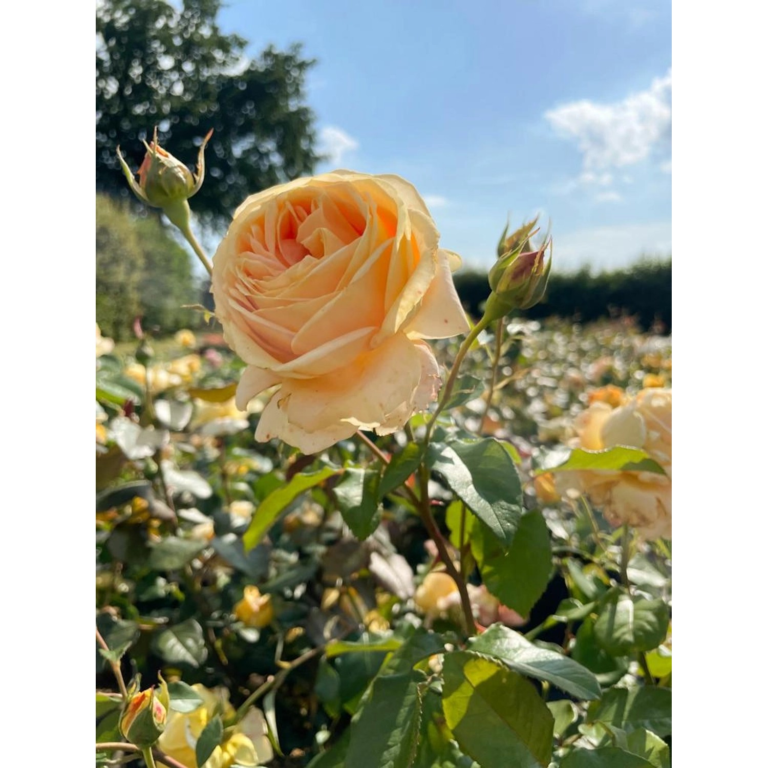 Nahaufnahme der Baumfink Edelrose Candlelight mit warmgelben Blüten und Knospen im Garten.