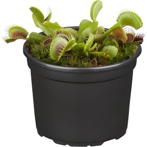 Venusfliegenfalle (Dionaea) im Topf, eine exotische, fleischfressende Pflanze.