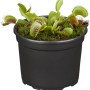 Venusfliegenfalle (Dionaea) im Topf, eine exotische, fleischfressende Pflanze.