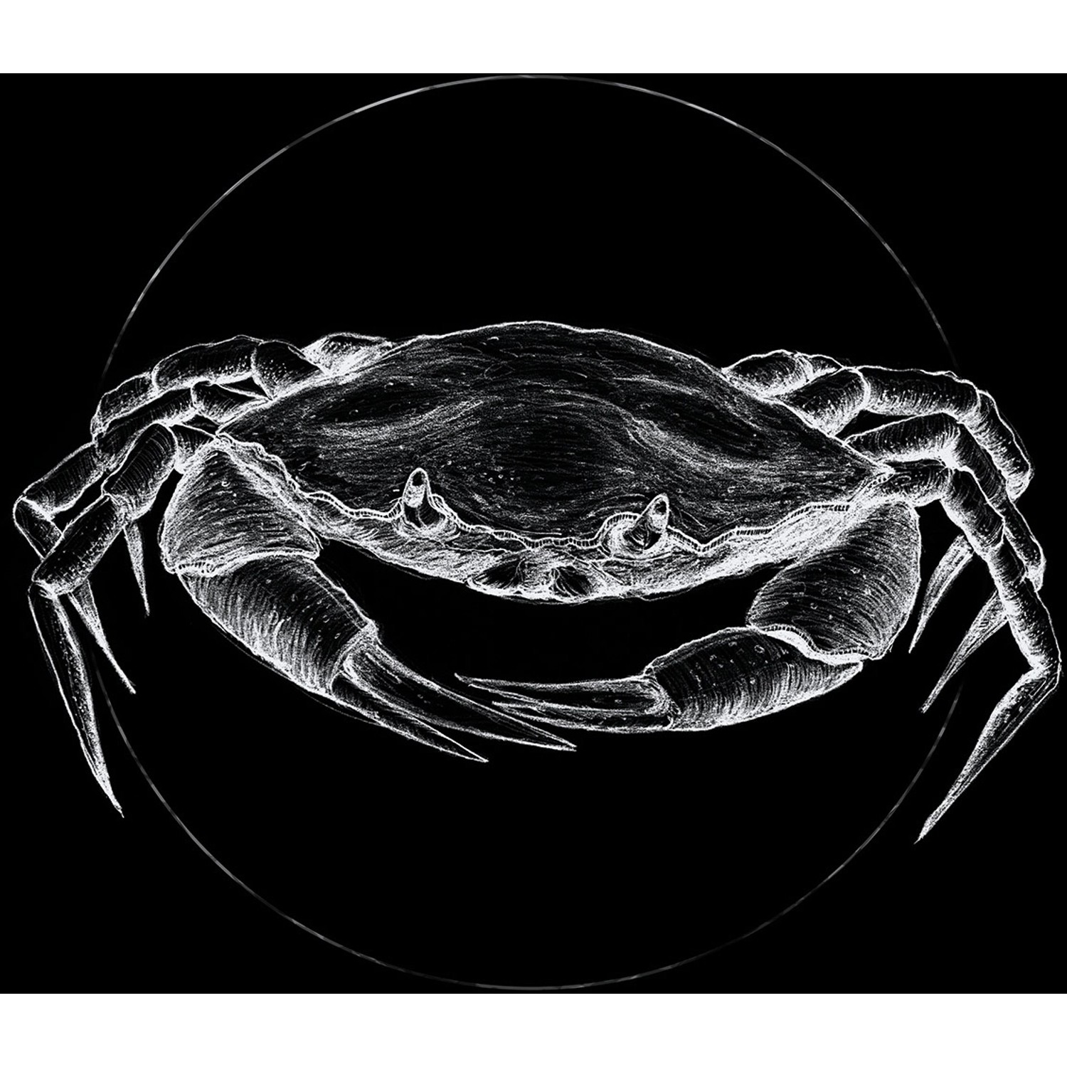 Komar Wandbild Crab Black 40 x 50 cm