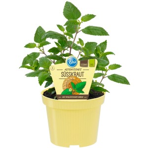 Blu Bio-Aztekisches Süßkraut im Topf (ca. 12 cm Ø) mit grünen Blättern.