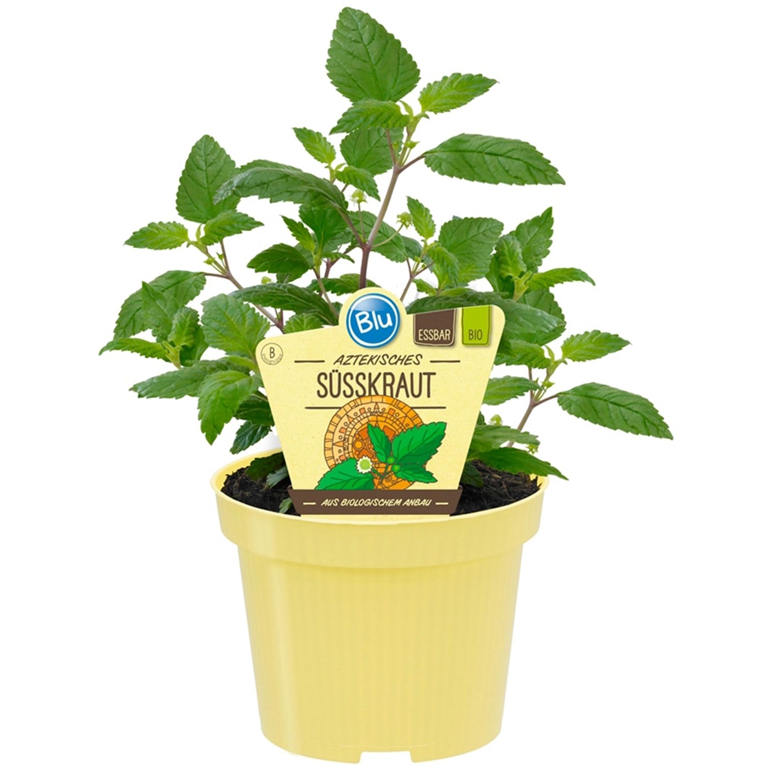 Blu Bio-Aztekisches Süßkraut im Topf (ca. 12 cm Ø) mit grünen Blättern.