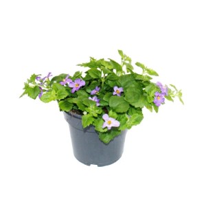 Set aus 3 lila Schneeflockenblumen im Topf, Exotenherz Sutera Diffusa, Hängepflanze.