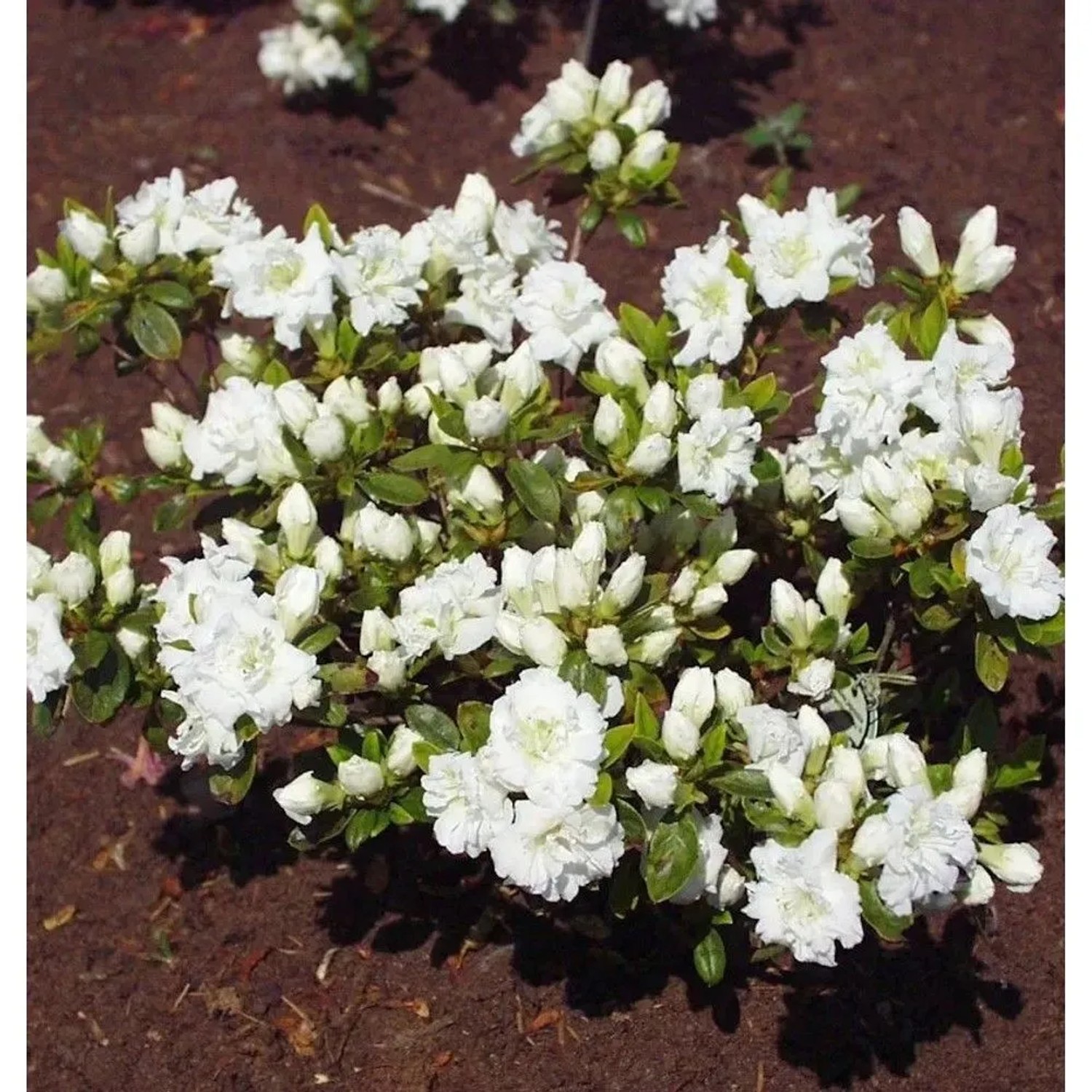 Japanische Azalee Eisprinzessin 15-20cm - Rhododendron obtusum  - Zwerg Alpenrose