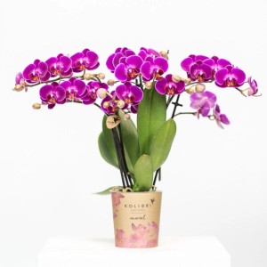 Lila Kolibri Orchidee Phalaenopsis im 9cm Topf. Elegante Zimmerpflanze mit vielen Blüten.