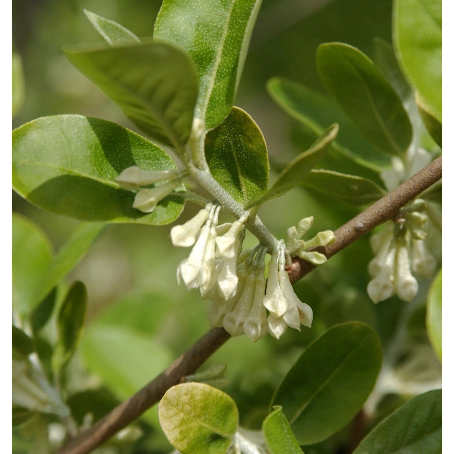 Vielblütige Ölweide 100-125cm - Elaeagnus multiflora günstig online kaufen