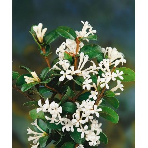 Immergrüne Duftblüte Osmanthus Delavayi (30–40 cm) mit weißen Blüten.
