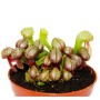 Kobralilie (Darlingtonia californica) im 9cm Topf. Fleischfressende Pflanze mit auffälligen, schlauchartigen Blättern.