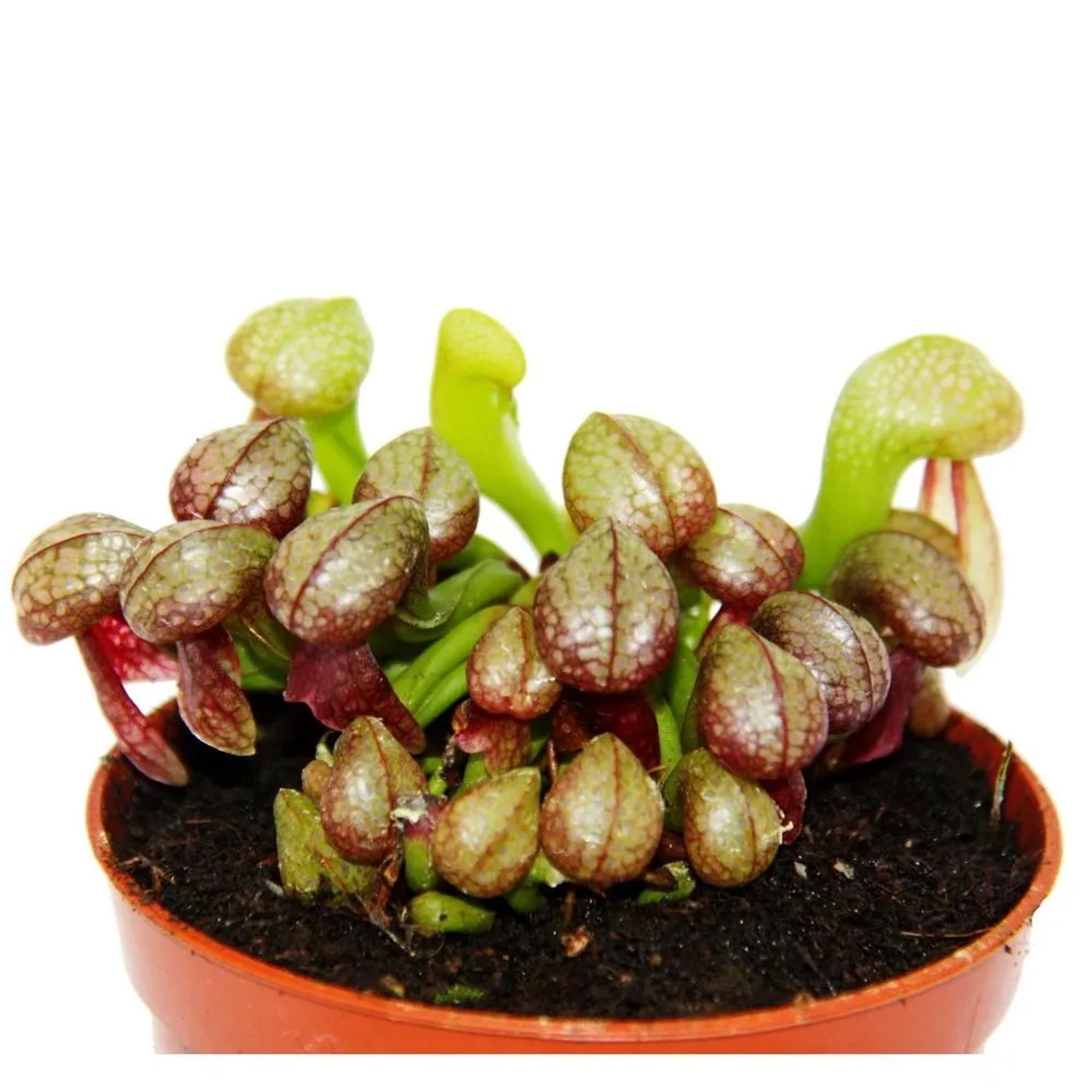 Kobralilie (Darlingtonia californica) im 9cm Topf. Fleischfressende Pflanze mit auffälligen, schlauchartigen Blättern.
