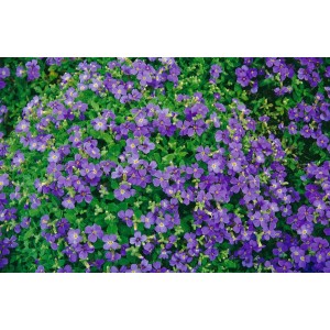 Blaukissen 'Blaumeise' im 9x9 cm Topf: Bodendecker mit leuchtend blauen Blüten.