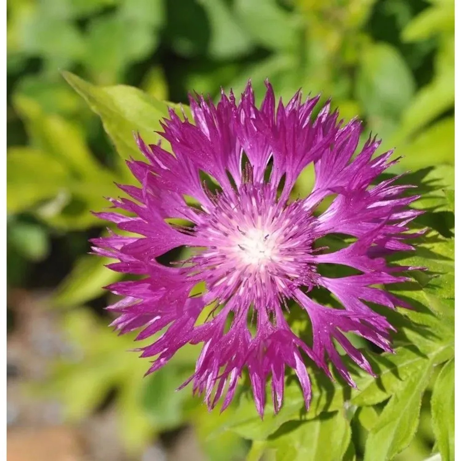 Flockenblume Steenberg - Centaurea dealbata