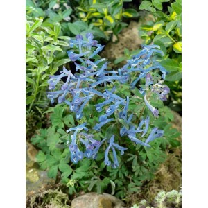 Corydalis Elata 'Blue Summit' Lerchensporn im 9x9 cm Topf mit blauen Blüten und grünen Blättern.