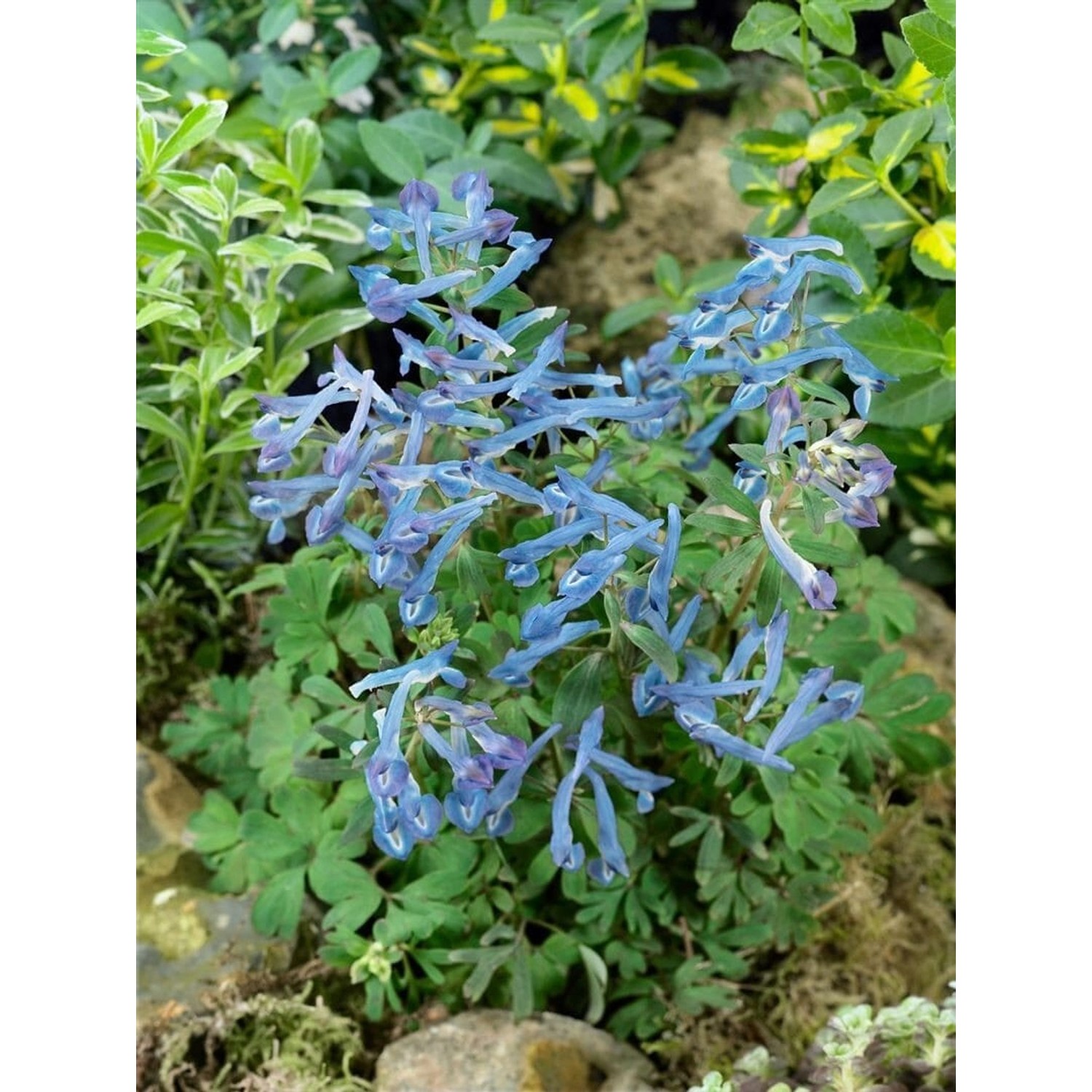 Corydalis Elata Blue Summit Lerchensporn Ca. 9x9 cm Topf günstig online kaufen