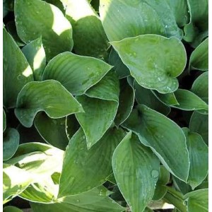 Funkie 'Sharmon' (Hosta fortunei) mit grünen Blättern im Detail.