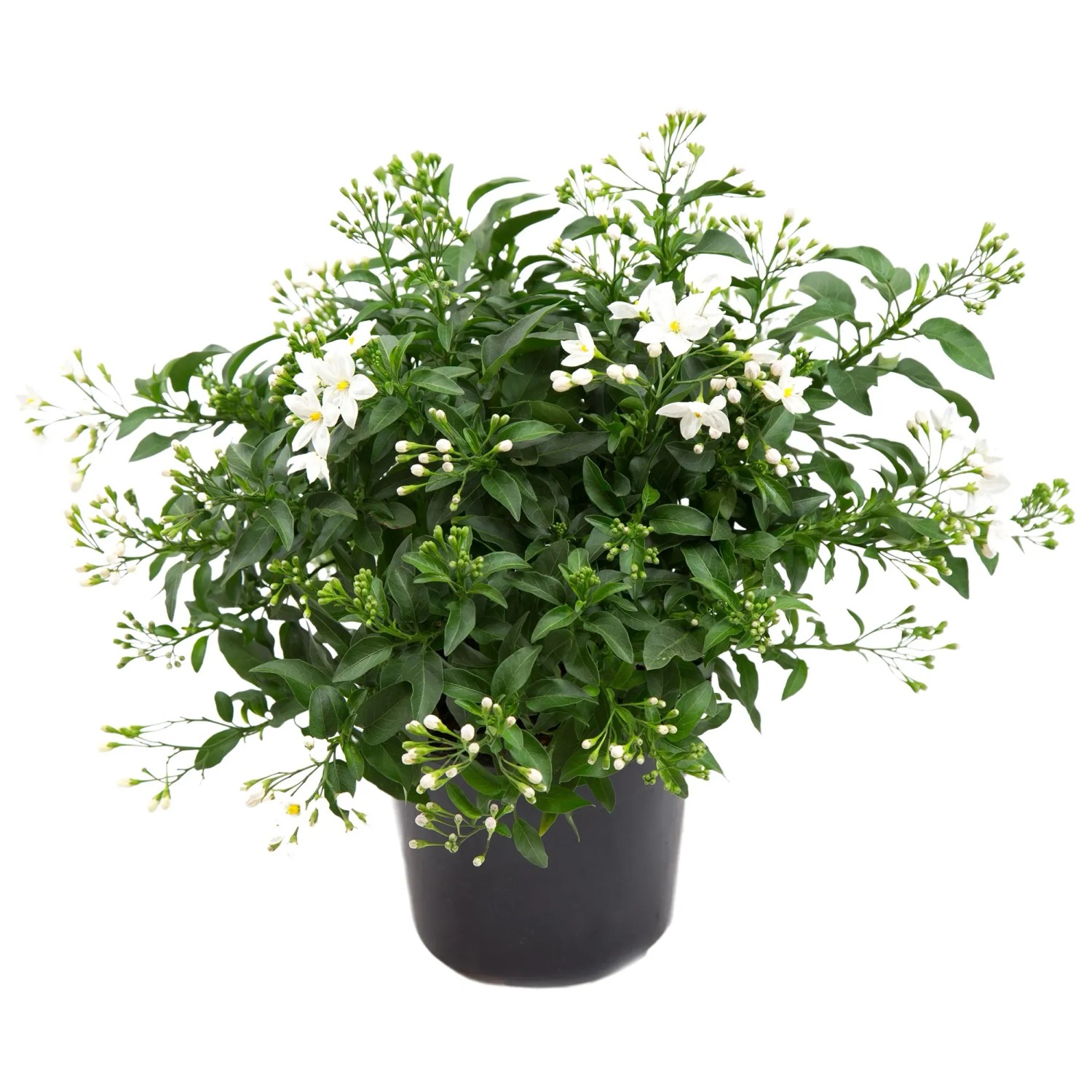 Sommerjasmin Solanum Jasminoides kaufen bei OBI