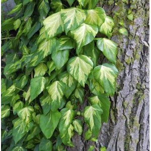 Nordafrikanisches Efeu (Hedera algeriensis) mit grün-weißen Blättern an einem Baumstamm.