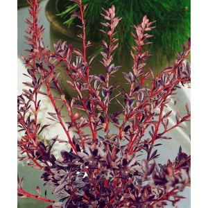 Blutberberitze 'Red Chief' mit roten Blättern, ca. 60-80 cm hoch, ideal als Heckenpflanze.
