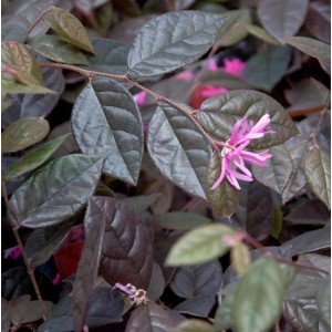 Riemenblüte 'Fire Dance' mit dunkelroten Blättern und pinkfarbenen Blüten.