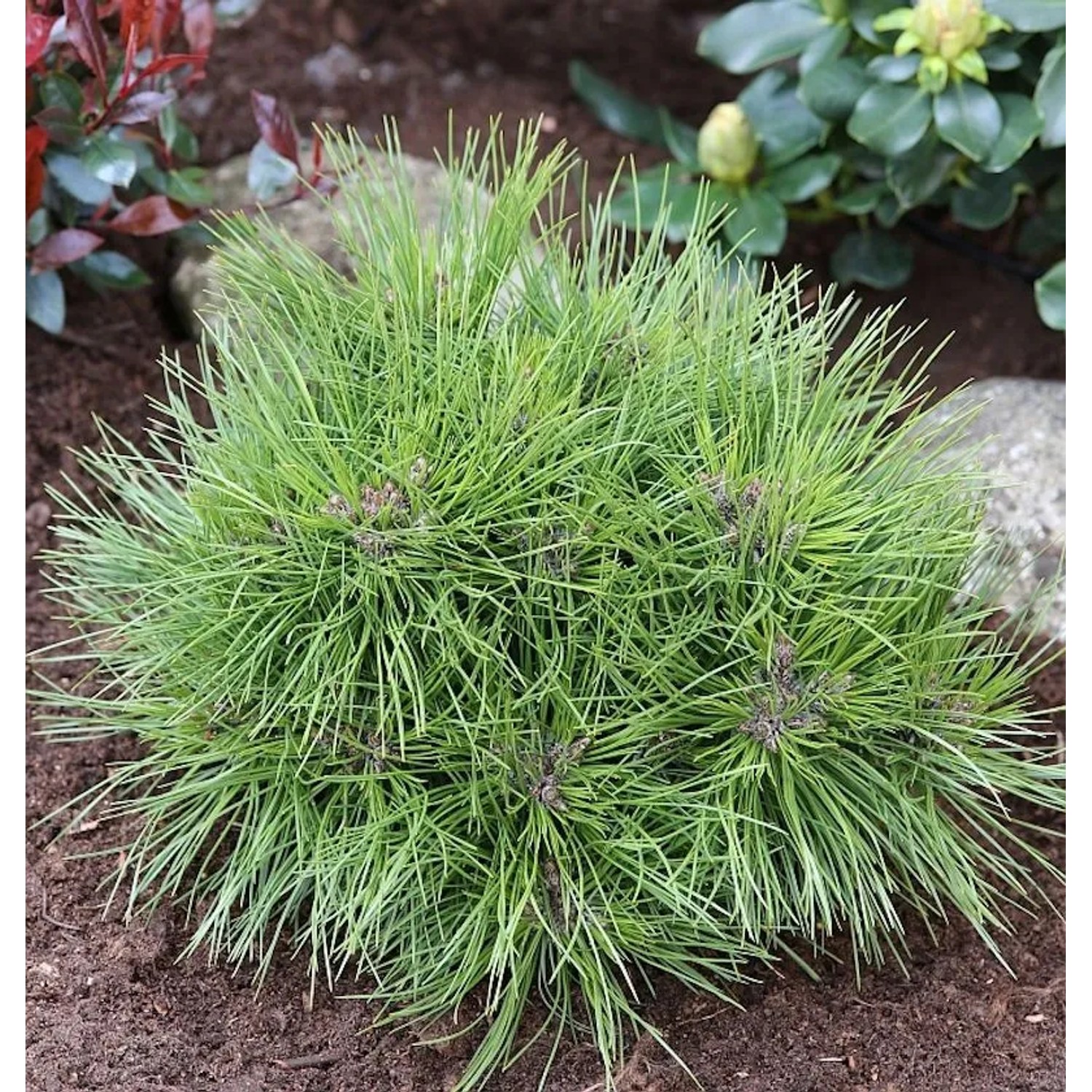 Zwergschwarzkiefer Marie Bregeon 20-25cm - Pinus nigra