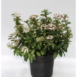 Mittelmeer Schneeball (Viburnum tinus) im Topf mit weißen Blüten.