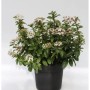 Mittelmeer Schneeball (Viburnum tinus) im Topf mit weißen Blüten.
