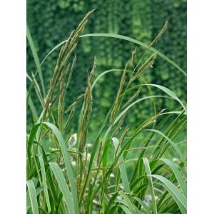 Goldrandgras (Spartina Pectinata Aureomarginata) im 9x9 cm Topf mit dekorativen Blättern und Blütenständen.