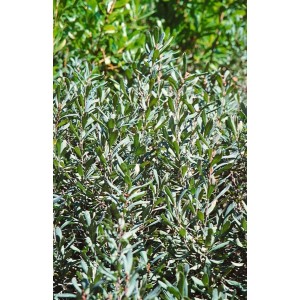 Moor-Gagelstrauch (Myrica gale), 40–60 cm, mit grünen Blättern. Aromatische Pflanze für Moorbeete.