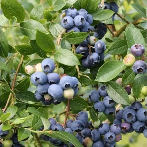 Nahaufnahme reifer, blauer Heidelbeeren 'Northland' am Strauch mit grünen Blättern. Beerenstrauch für den Garten.