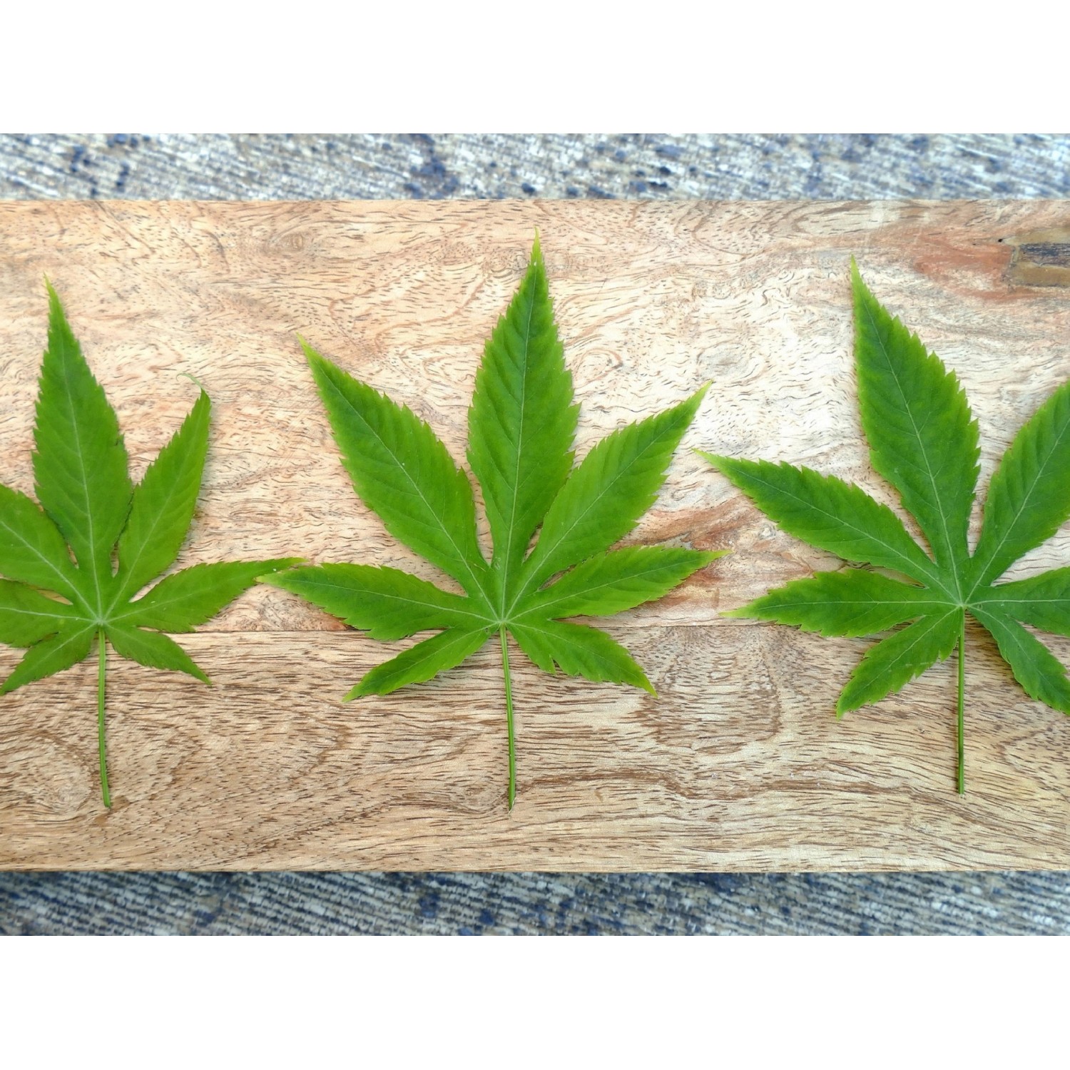 Drei grüne Blätter des BLU Bio-Cannabis-Zuckerstrauchs auf Holzbrett. Weitere Kräuter.