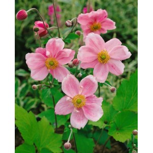 Rosa Herbstanemone 'Königin Charlotte' im 2 Liter Topf. Blühende Staude für den Garten.