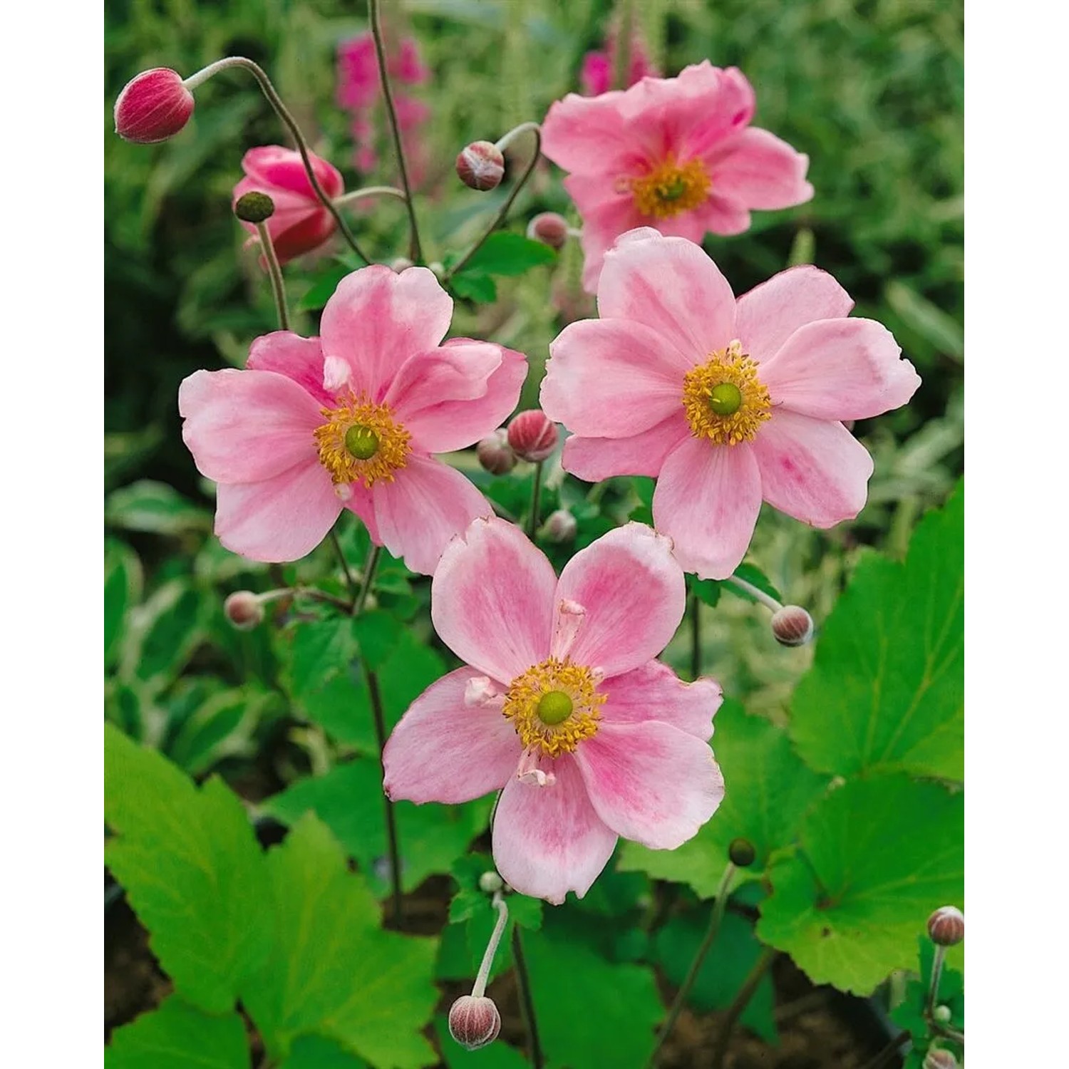 Anemone Japonica Königin Charlotte Herbstanemone 2 Liter Container