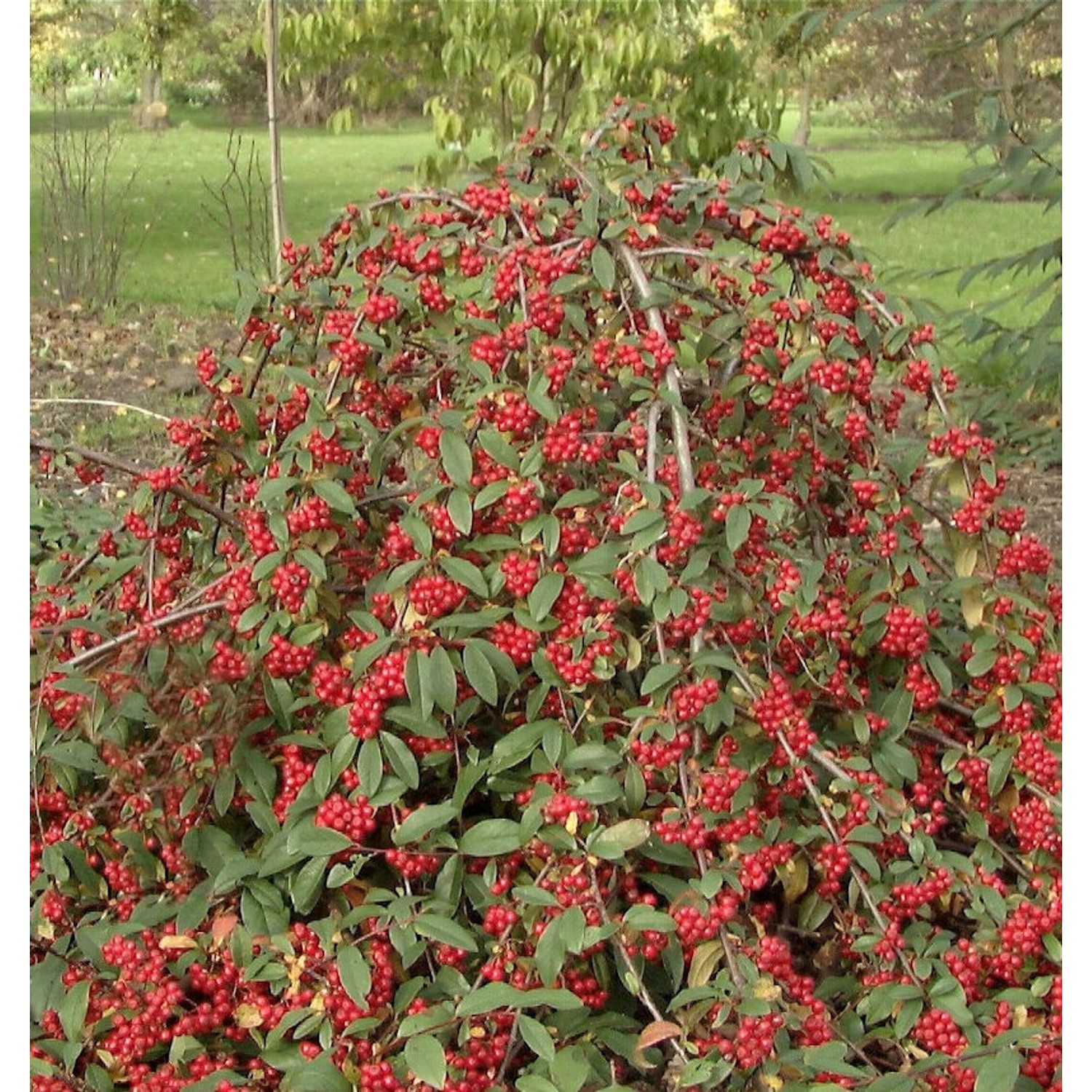 Wintergrüne Hängemispel 100-125cm - Cotoneaster watereri günstig online kaufen