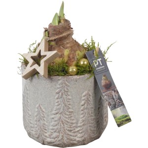 Amaryllis im winterlichen Keramiktopf Topf-Ø ca. 13 cm Hippeastrum