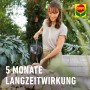 Frau gießt Rhododendron mit Compo Bio Langzeit-Dünger. Dünger mit Schafwolle für Moorbeetpflanzen.