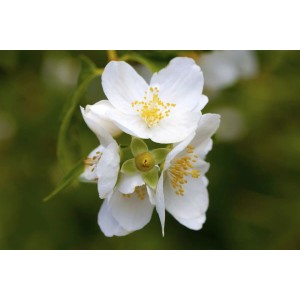 Nahaufnahme des weißen Duftjasmin (Philadelphus Coronarius) mit gelben Staubgefäßen.