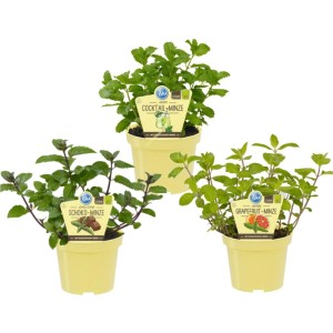 Exotenherz Minze-Sorten Set: Schoko-, Hugo-, Grapefruit-Minze im 12cm Topf.