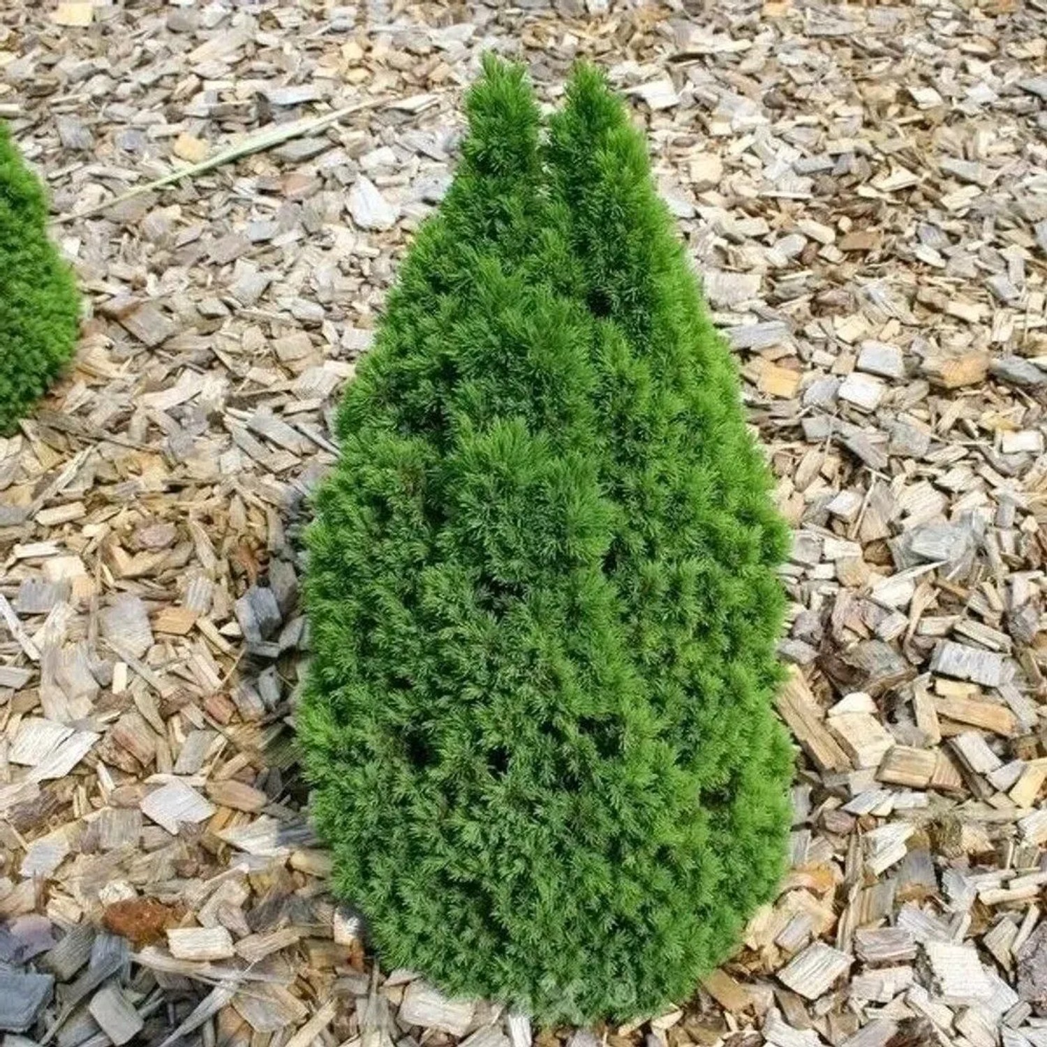 Zwerg Zuckerhutfichte Laurin 30-40cm - Picea glauca