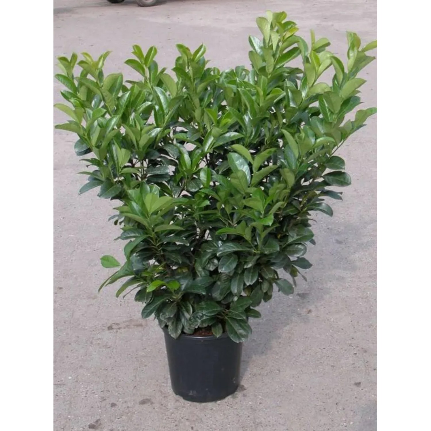 Kirschlorbeer Etna 80-100 cm 15 l Topf kaufen bei OBI