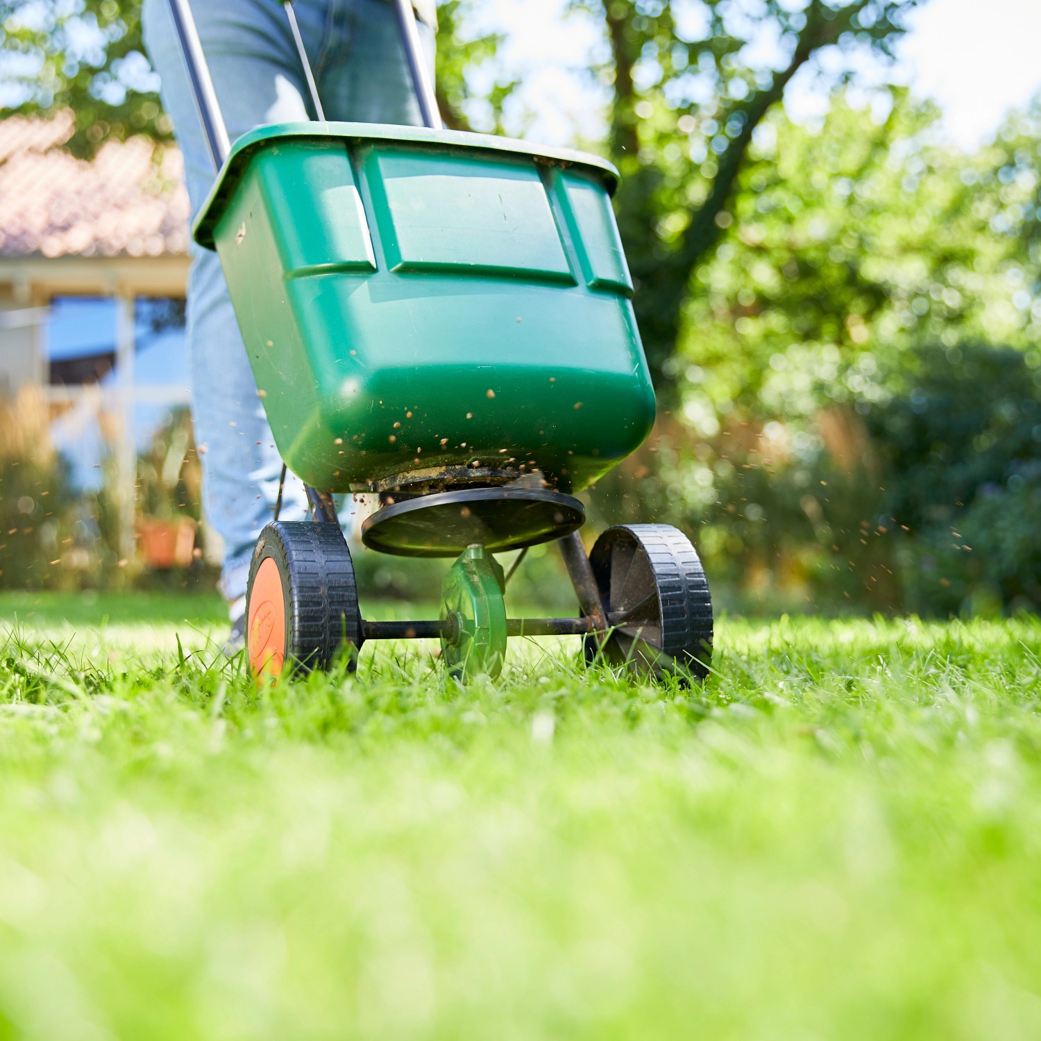 Anwendung von Compo BIO Rasendünger mit einem Streuwagen auf einem grünen Rasen.