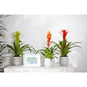 Drei Vriesea Intenso Blühpflanzen (gelb, orange, rot) im Topf, Kategorie: Weitere Blühpflanzen.