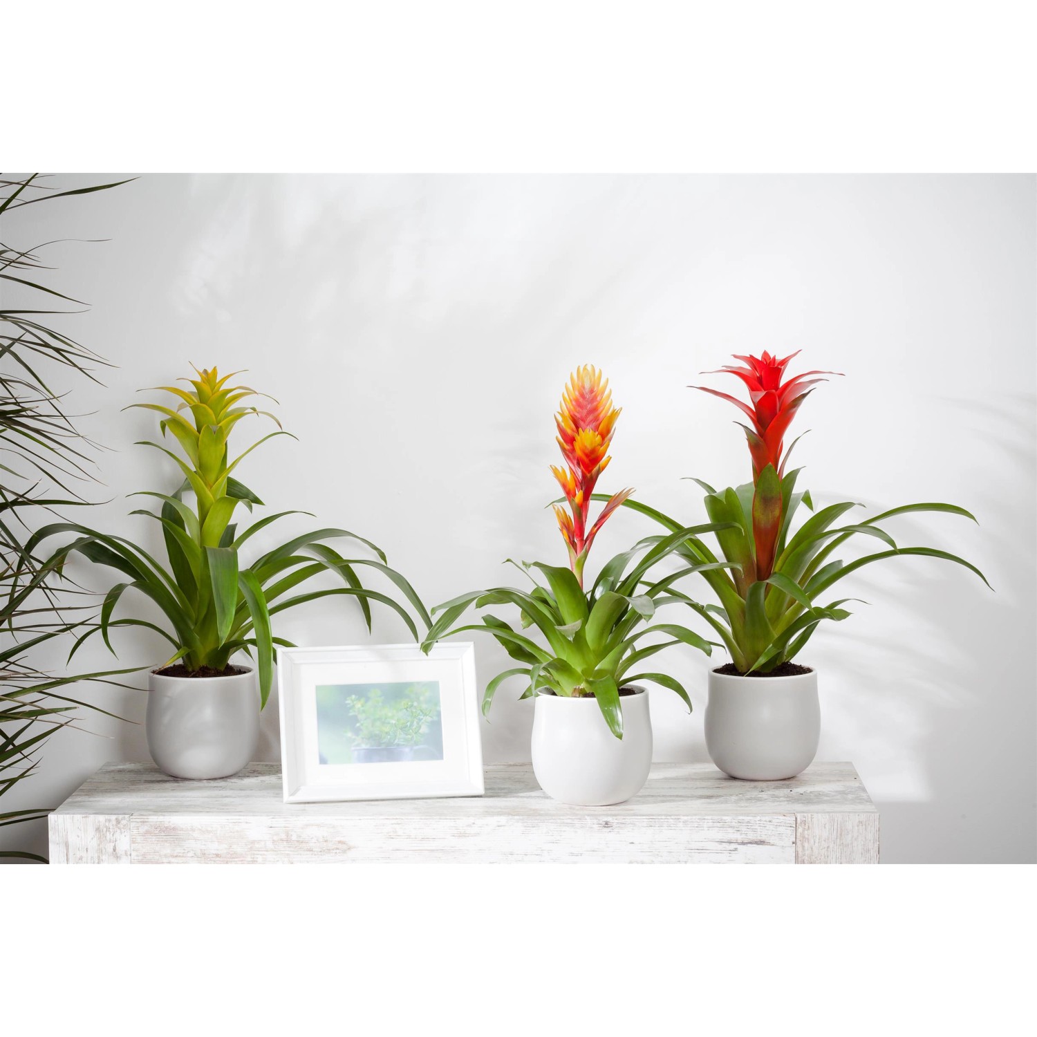 Drei Vriesea Intenso Blühpflanzen (gelb, orange, rot) im Topf, Kategorie: Weitere Blühpflanzen.